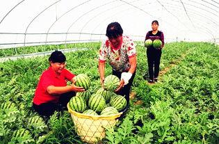 吃瓜乡村振兴,创新农业发展新篇章