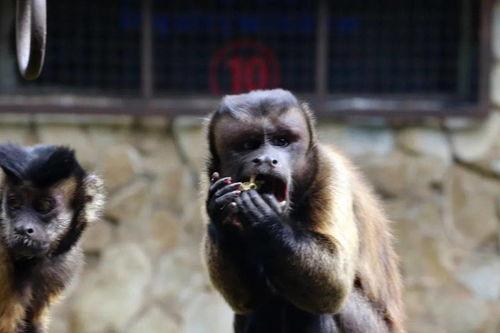 黑帽吃瓜网,网络黑产背后的惊人内幕