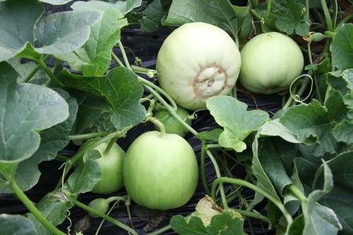 0.5吃瓜,0.5的悠闲吃瓜时光