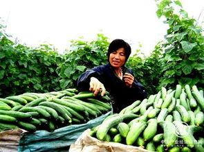 沂南县吃瓜,探寻沂南特色美食之旅