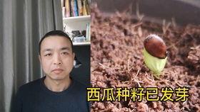 中年男子吃瓜,品味人生百态