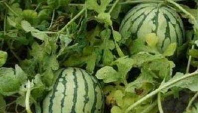 吃两个瓜还说瓜甜,揭秘瓜果之味