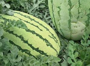 日本玲珑瓜怎么吃,日本玲珑瓜的多彩食法探索