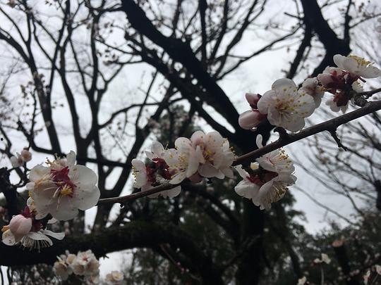 吃瓜樱花人物,揭秘校园里的神秘人物
