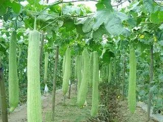 吃瓜大白助理,网络红人的崛起之路