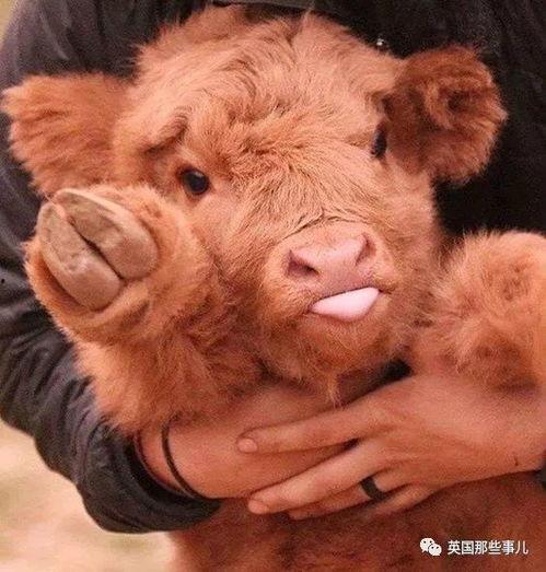 小牛吃瓜原视频,一场萌趣横生的田园盛宴